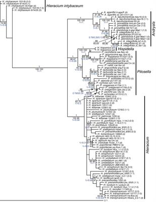 Molecular Evolution and Organization of Ribosomal DNA in the Hawkweed Tribe Hieraciinae (Cichorieae, Asteraceae)